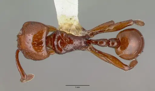 Pristomyrmex umbripennis - CASTYPE06994