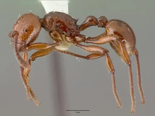 Pristomyrmex umbripennis - CASTYPE06994