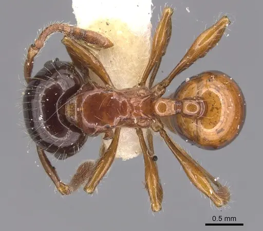Pristomyrmex wheeleri specimen