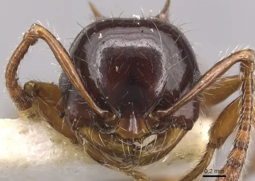 Pristomyrmex wheeleri specimen