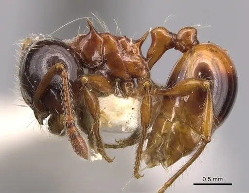 Pristomyrmex wheeleri specimen