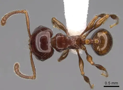 Pristomyrmex wheeleri - CASENT0923003
