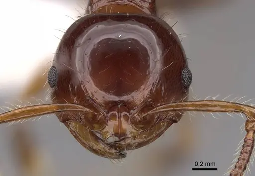 Pristomyrmex wheeleri - CASENT0923003