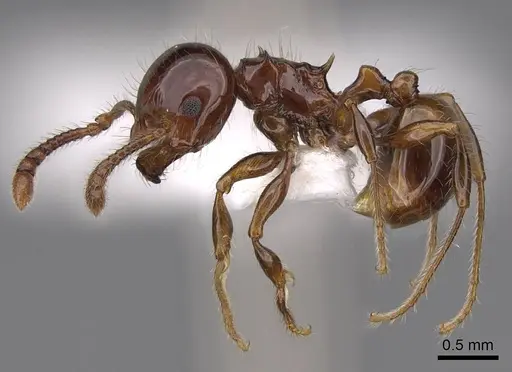 Pristomyrmex wheeleri - CASENT0923003