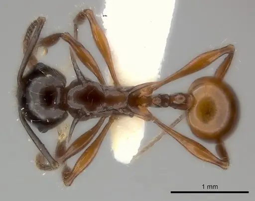 Pristomyrmex wilsoni specimen