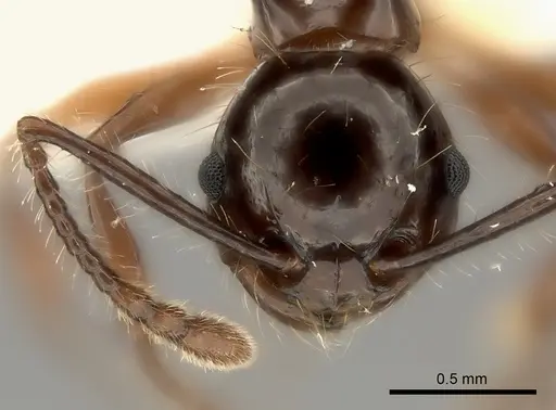 Pristomyrmex wilsoni specimen
