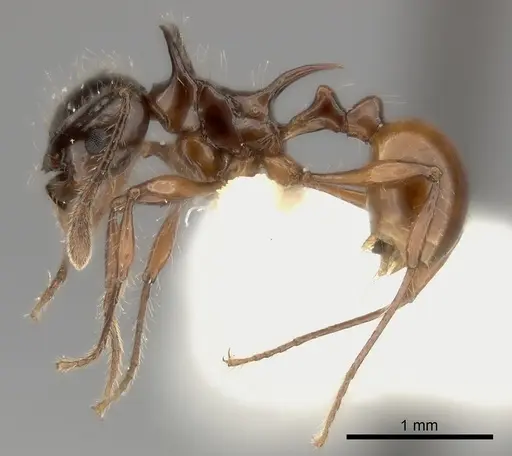 Pristomyrmex wilsoni specimen
