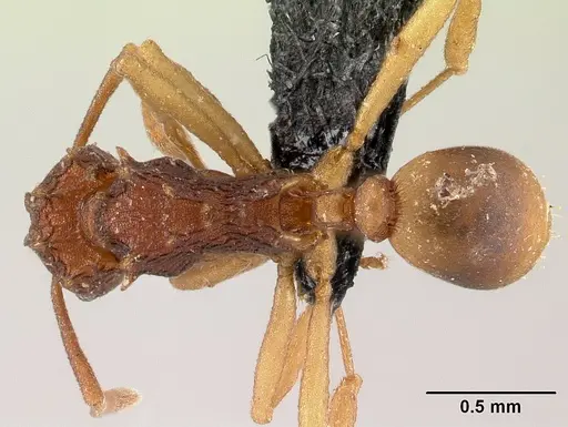 Proatta butteli specimen
