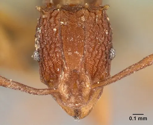 Proatta butteli specimen