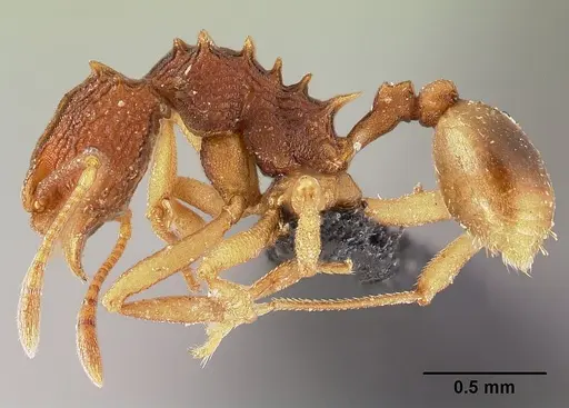 Proatta butteli specimen