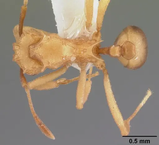 Proatta butteli - CASENT0010836