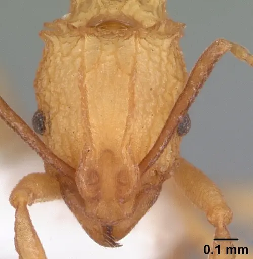 Proatta butteli - CASENT0010836