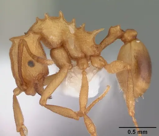 Proatta butteli - CASENT0010836