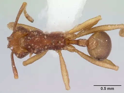 Proatta butteli - CASENT0178526