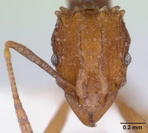 Proatta butteli - CASENT0178526