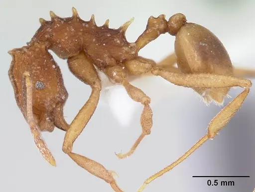 Proatta butteli - CASENT0178526