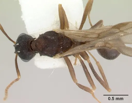 Proatta butteli - CASENT0178527