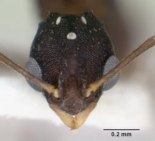 Proatta butteli - CASENT0178527