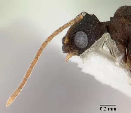 Proatta butteli - CASENT0178527