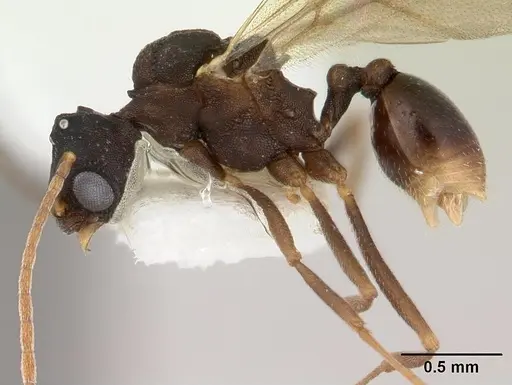 Proatta butteli - CASENT0178527