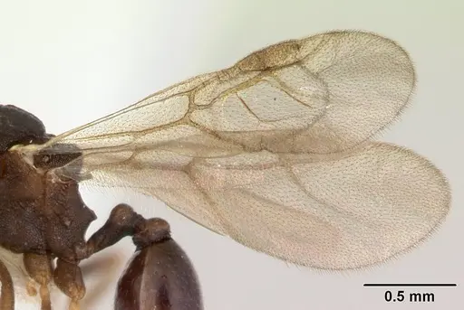 Proatta butteli - CASENT0178527