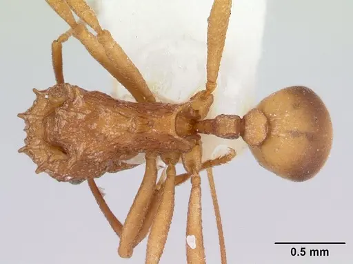 Proatta butteli - CASENT0178529