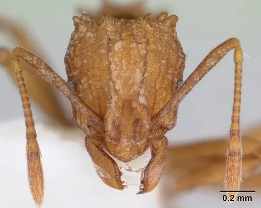 Proatta butteli - CASENT0178529