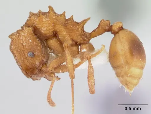 Proatta butteli - CASENT0178529