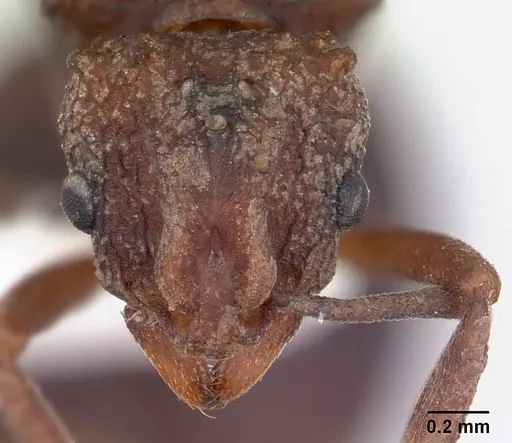 Proatta butteli - CASENT0178530