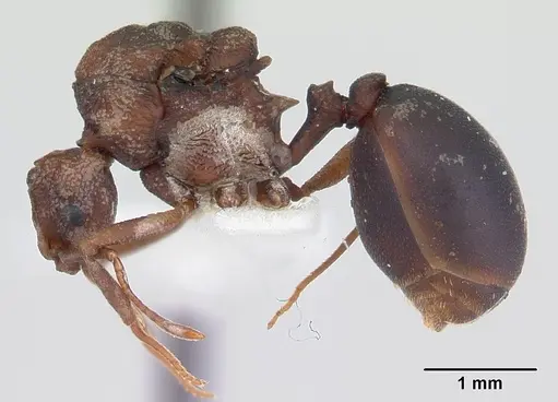 Proatta butteli - CASENT0178530