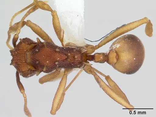 Proatta butteli - CASENT0178846