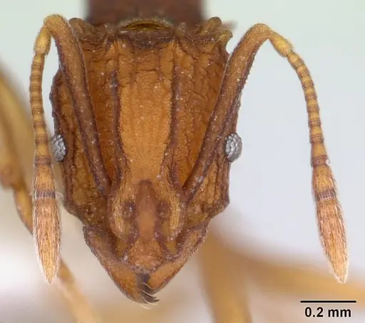 Proatta butteli - CASENT0178846