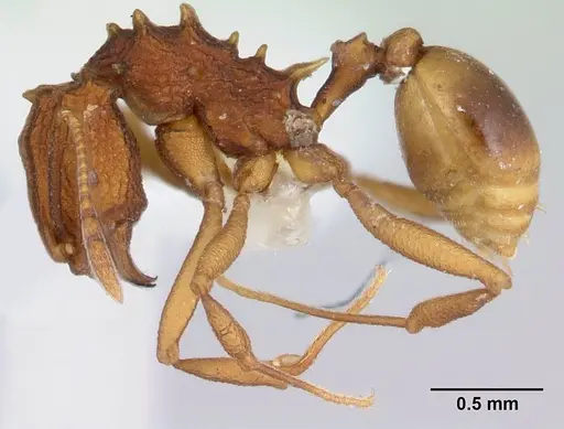 Proatta butteli - CASENT0178846