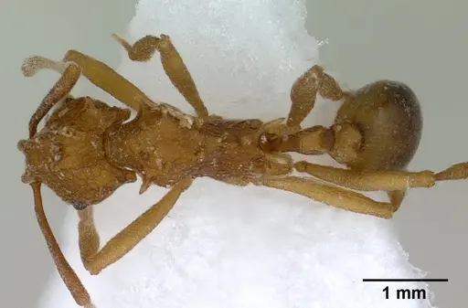 Proatta butteli - CASENT0179066