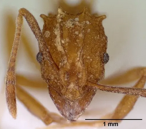 Proatta butteli - CASENT0179066