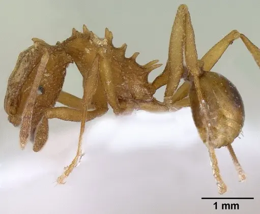 Proatta butteli - CASENT0179066