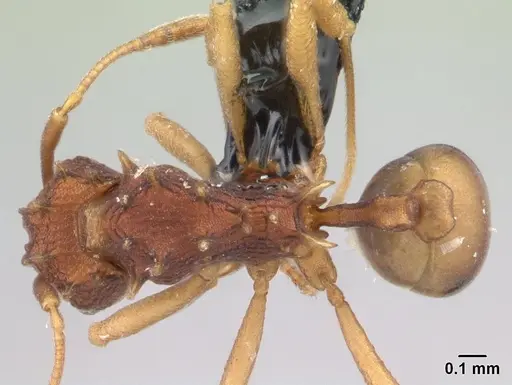 Proatta butteli - CASENT0179566