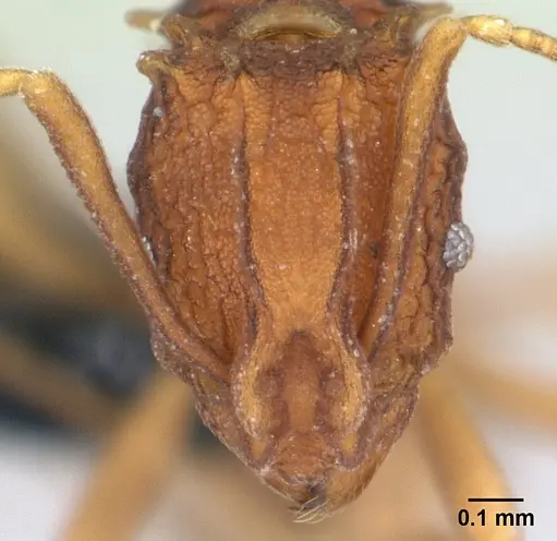 Proatta butteli - CASENT0179566