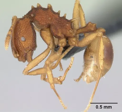 Proatta butteli - CASENT0179566