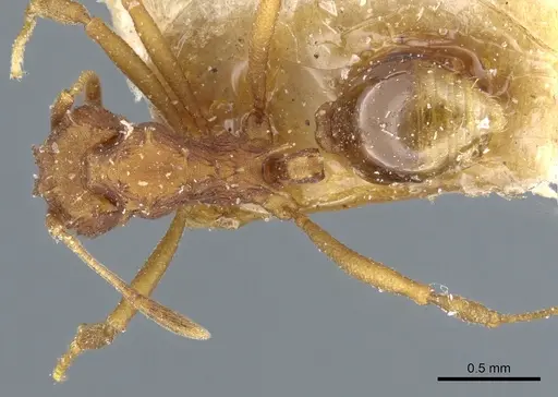 Proatta butteli - CASENT0904973