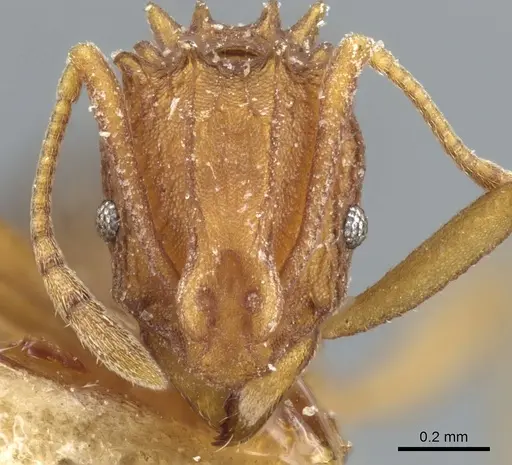 Proatta butteli - CASENT0904973