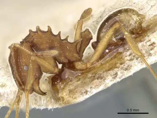 Proatta butteli - CASENT0904973