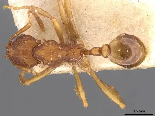 Proatta butteli - CASENT0909355