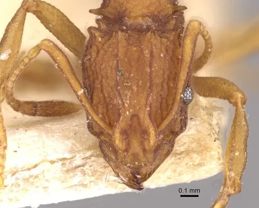 Proatta butteli - CASENT0909355