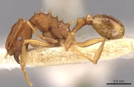 Proatta butteli - CASENT0909355