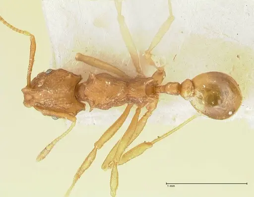 Proatta butteli - FOCOL2191