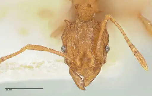 Proatta butteli - FOCOL2191