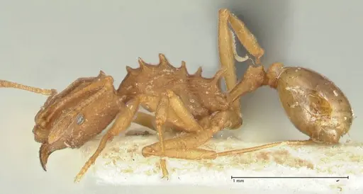 Proatta butteli - FOCOL2191