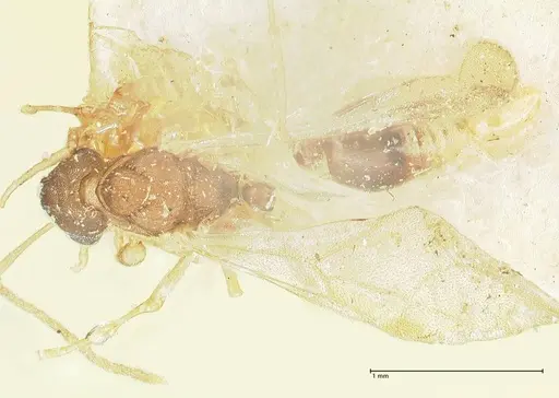 Proatta butteli - FOCOL2192