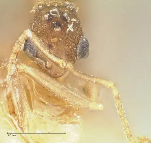 Proatta butteli - FOCOL2192